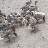 غاز جوجه غاز