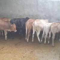 گوساله نر وماده