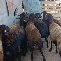 10راس گوسفند آبستن جوان سونو گرافیشده