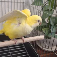 طوطی راهب نرم خور رام سهره|پرنده|تهران, تهرانسر غربی|دیوار