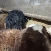 نربز|حیوانات مزرعه|لالجین, |دیوار