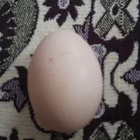 تخم مرغ لاری اصل