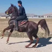 اجاره و پانسون اسب