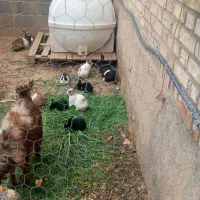 فروش خرگوش،بالغ،وبچه خرگوش