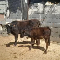 گاو و گوساله داشتی