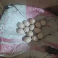 بوقلمون|حیوانات مزرعه|یاسوج, |دیوار