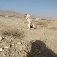 فورش ماده 3 ساله گله ای