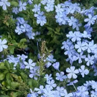 آرایشگاه خوب برای رنگ و مش