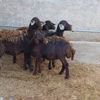 بره ماده قزل افشاری و قره چال|حیوانات مزرعه|قیدار, |دیوار