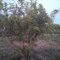 باغ شخصی ۷۰۰ متری قره بلاغ (سلطانیه)
