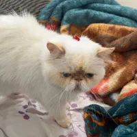 گربه سفید پرشین|حیوانات|بوشهر, |دیوار