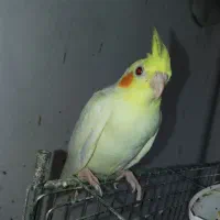 جوجه عروس هلندی دوماهه