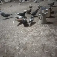 پرنده