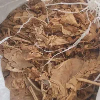 برگ زرد بنیاد