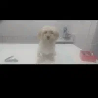 سگ گمشده نجف شهرمسکن مهرناصرخسروغربی|حیوانات|سیرجان, |دیوار