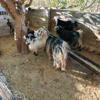 .. و|حیوانات مزرعه|میانکوه, |دیوار