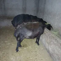 گوسفند چاق برای قربانی و مصرف خانگی|حیوانات مزرعه|شاهین دژ, |دیوار