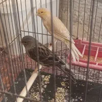 فروش سه عدد ماده قناری|پرنده|اهواز, منازل سپاه|دیوار