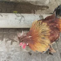 خروس