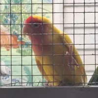 طوطی گم شده برزیلی