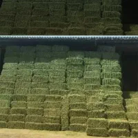 یونجه خشک درجه یک