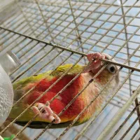 گرینچیک آناناسی مولد|پرنده|حمیدیا, |دیوار