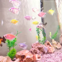 ماهی کالر بزرگ|ماهی|قم, انسجام|دیوار