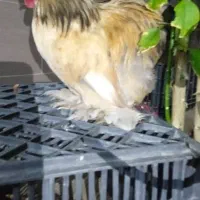 مرغ وخروس|حیوانات مزرعه|چغادک, |دیوار