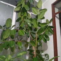 درخت گل  گوش فیلی در حال رشت