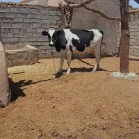 گستر گاو آبست شیری