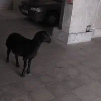 قصابی .قربانی.گوشت