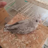 انواع عروس سرلاکی‌‌ و کوتوله سرلاکی‌ موجوده