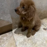 توله سگ سرحال و بازیگوش