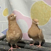 کبوتر زرد اجری|پرنده|پل سفید, |دیوار