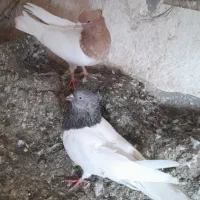 ۳ عدد باش سپه