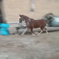 کره اسب جوان|اسب و تجهیزات اسبسواری|فیروزآباد, |دیوار