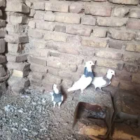 کفتر|پرنده|سده (خراسان جنوبی), |دیوار