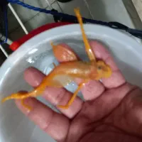 کت آلبینیو و بلو آیز