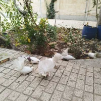 کبوتر|پرنده|مشهد, بهارستان|دیوار