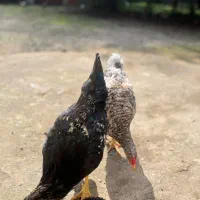 مرغ و خروس|حیوانات مزرعه|رشت, حومه رشت|دیوار