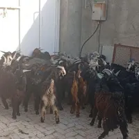 کهره بره بز میش|حیوانات مزرعه|شیراز, بازار|دیوار