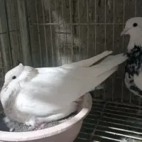 کفتر جوان طوقی|پرنده|قم, بکایی|دیوار