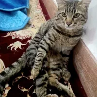 کشاوزاگمشده