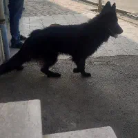 فروش سگ ژرمن بلک