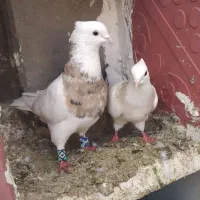 طوقی جفت آجری