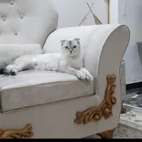 گربه نژاددار مولد