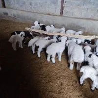 دامداری رهن و اجاره گوسفند و گاو|اجارهٔ دفتر صنعتی، کشاورزی، تجاری|شهرضا, |دیوار