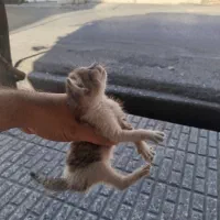 بچه گربه
