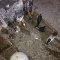 فروش تعداد کفتر|پرنده|مرودشت, استادیوم|دیوار