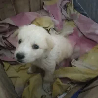 سگ پا کوتاه